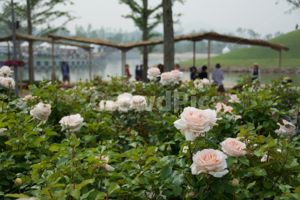 장미,연한장미,하얀장미,장미나무,장미정원,rose,whiterose,rosegarden,flower