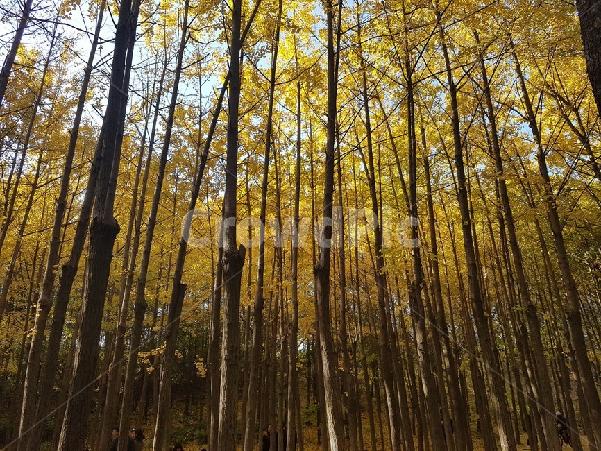 가을,단풍,은행잎,단풍잎,은행,자연,계절