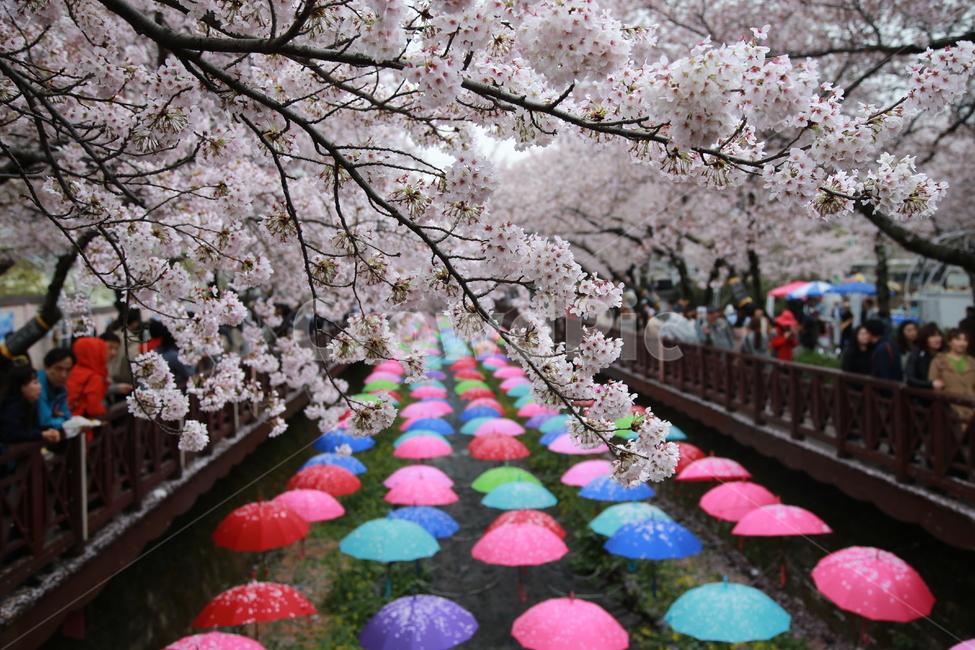 식물,벚꽃,꽃,나무,우산,진해,군항제,축제,봄,계절,spring,season