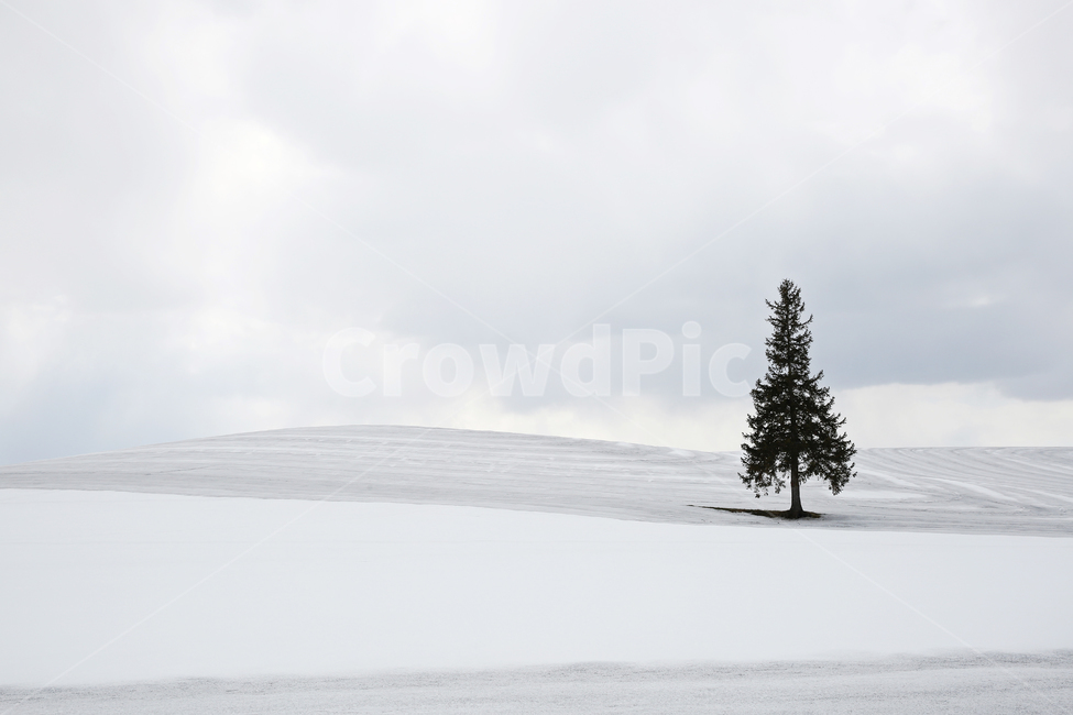 설경,왕따나무,자연,plant,식물,tree,나무,abies,아비,fir,전나무,겨울,계절,winter,season