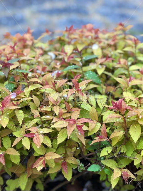 plant,식물,leaf,잎,화분,planter,herbs,허브,이슬,비,빗방울,물방울,dew,rain,drop,tree,나무
