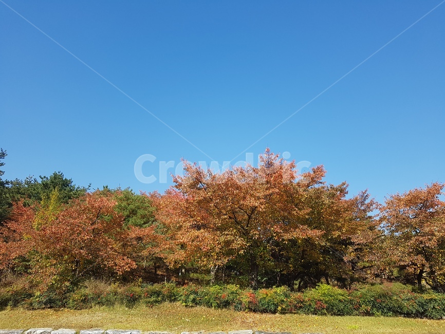 나무,하늘,가을,단풍나무,단풍,가을,계절,fall,autumn,season,자연,풍경,nature,landscape,tree,plant,식물