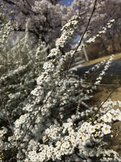 벚꽃,cherryblossom,plant,식물,blossom,꽃,flower,산책길,들꽃