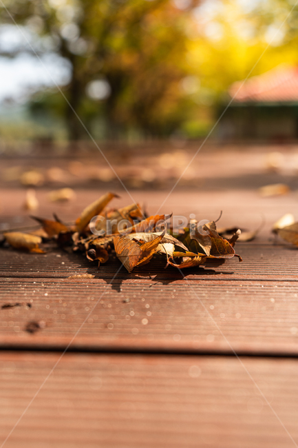 leaf,잎,plant,식물,wood,나무,가을,낙엽,가을,계절,fall,autumn,season
