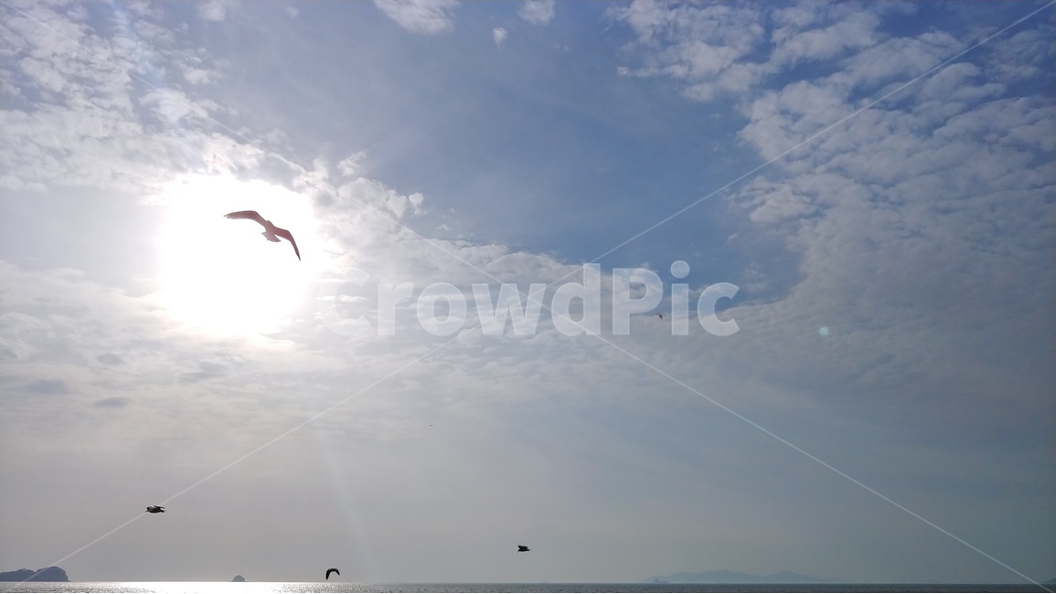 해,태양,구름,하늘,풍경,새,갈매기,동물,sun,sky,cloud,bird,animal,자연,풍경,nature,landscape,동물,animal,조류,새,birds,adventure,모험,leisure activities,레저 활동,outdoors,옥외