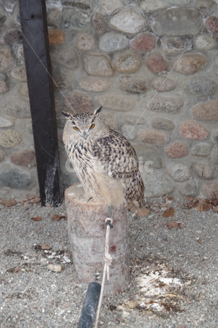 새,맹금류,부엉이,동물원,bird,owl,zoo