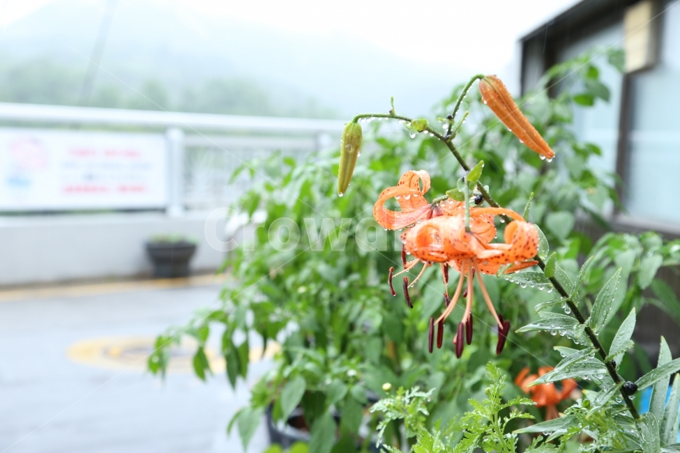 봄,4월,자연,감성사진,나리꽃,꽃,식물,자연,plants,nature,꽃,flower