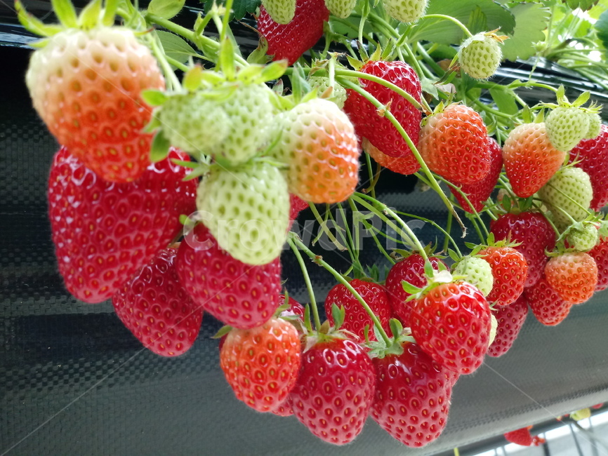 딸기,빨간열매,식물,strawberry,장미과,과일,농산물,과일,열매,fruit