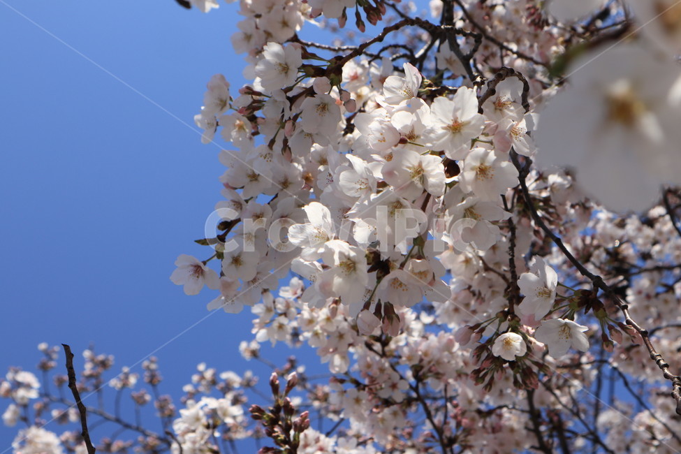 봄,벚꽃,꽃,spring,계절,시즌,season,하늘