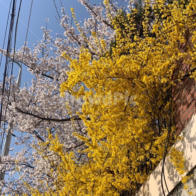 벚꽃,개나리,봄,봄날,자연,꽃,담벼락