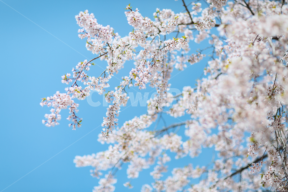 벗꽃,봄,꽃,파란하늘,blossom,자연,식물,plant,봄꽃,계절,감성,cherryblossom,spring,season,봄,계절,spring,season