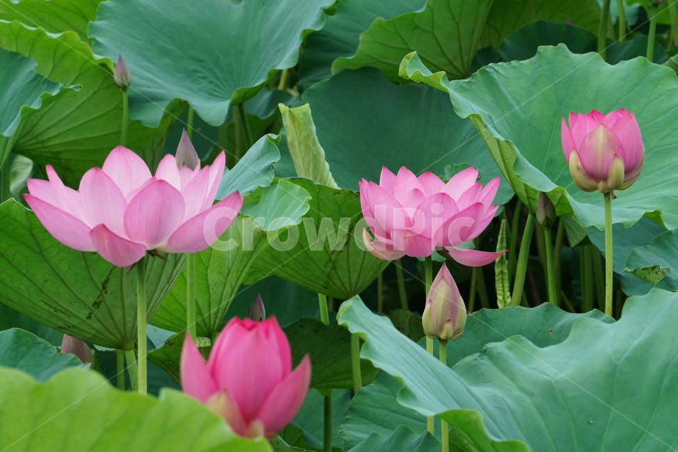 연꽃,련꽃,수초,식물,lotus,담수초,수중식물,수련과