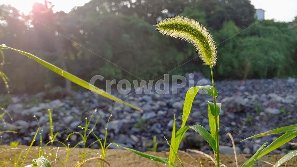 강아지풀,버들강아지,구미초,전초,greenbristlegrass