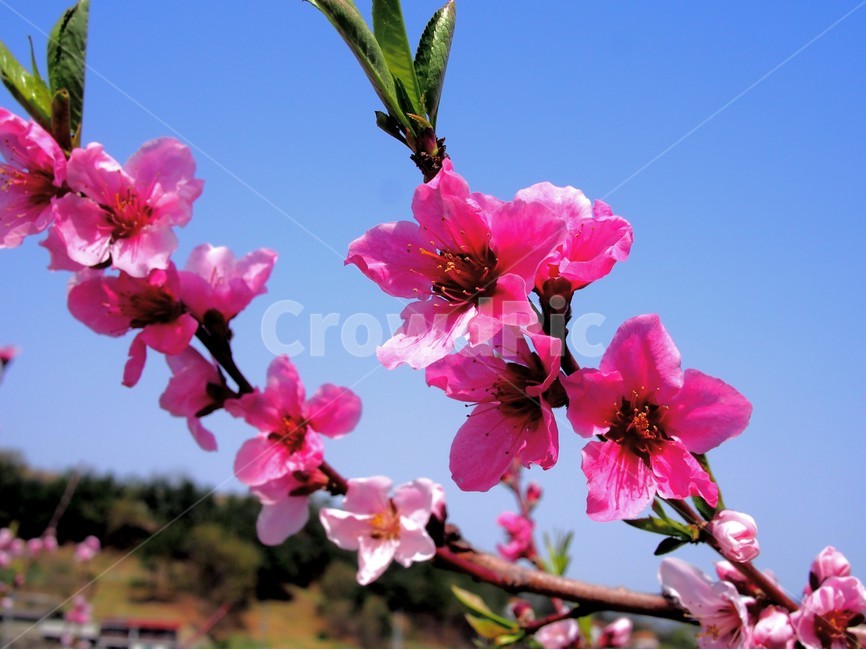 복사꽃,복숭아꽃,꽃,반곡지,경산,분홍,봄,계절,spring,season,식물,자연,plants,nature,꽃,flower,plant