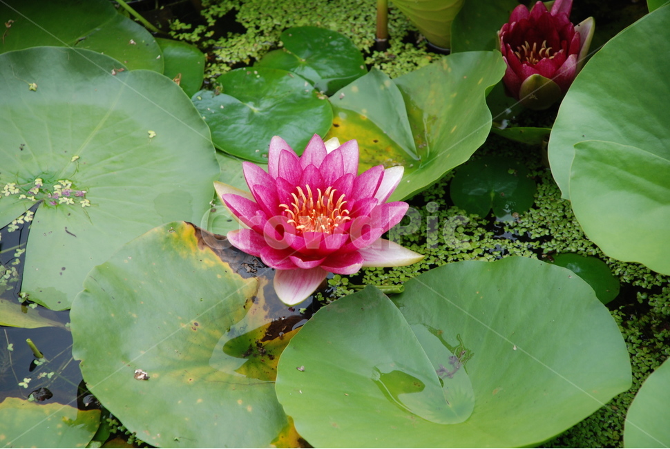 수련,연꽃,꽃,식물,자주색꽃,식물,자연,plants,nature,꽃,flower