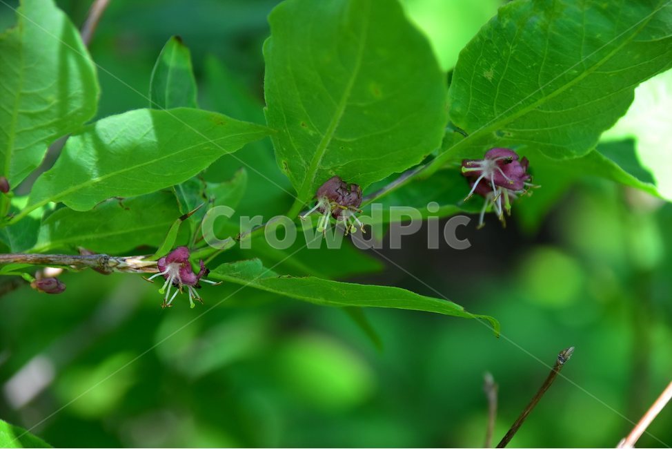 홍괴불나무,야생화,꽃,식물,자연,생태,플라워,flower,plants,nature,식물,자연,plants,nature,꽃,flower