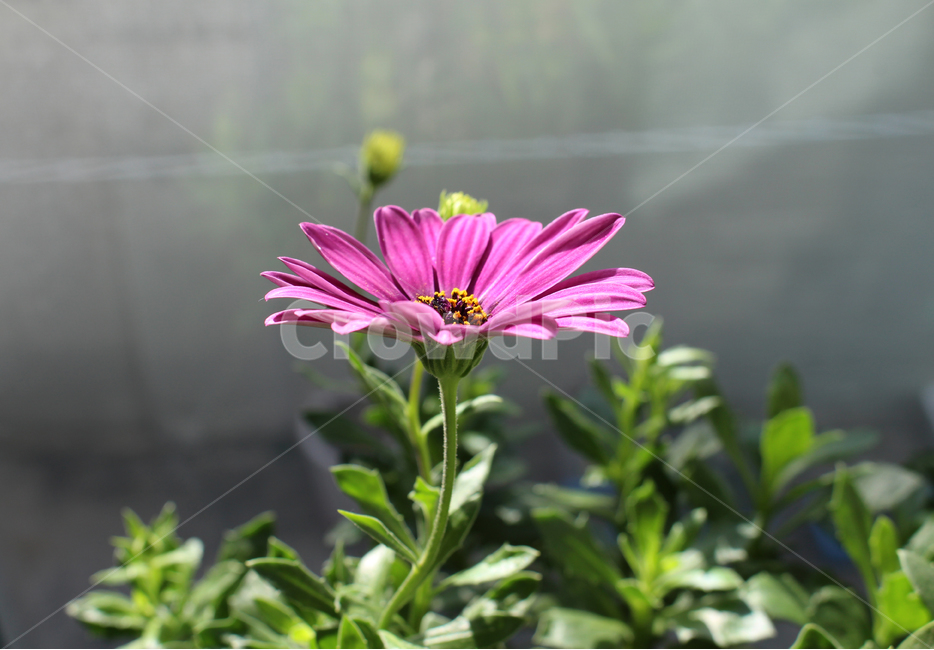 보라색꽃,아스타,plant,식물,꽃,bloom