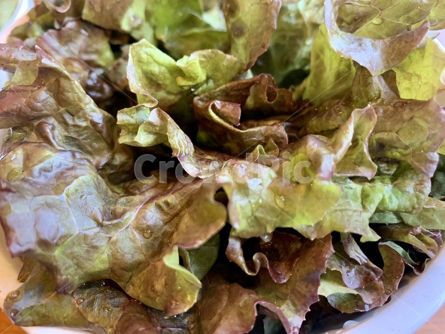 bowl,delicious,diet,food,green,health,healthy,leaf,lettuce,salad,table,vegetable,vegetarian,상추,채소,초록,건강,샐러드,유기농,음식,식재료,요리,food,cook,meal,dishes,food reserves,채소,야채,vegetables