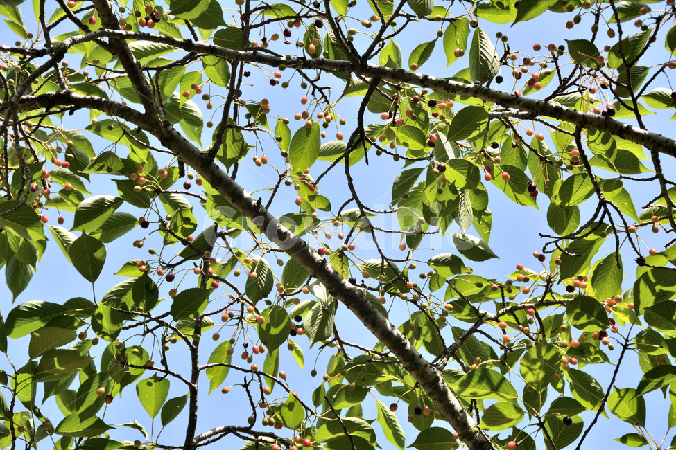나무,식물,하늘,열매,나무가지,식물,자연,plants,nature,과일,열매,fruit