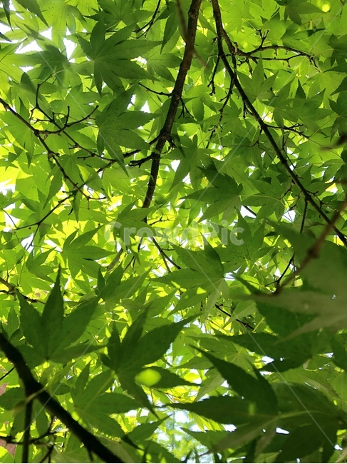 단풍나무,단풍,단풍잎,초록,녹색,연두,식물,자연,plants,nature