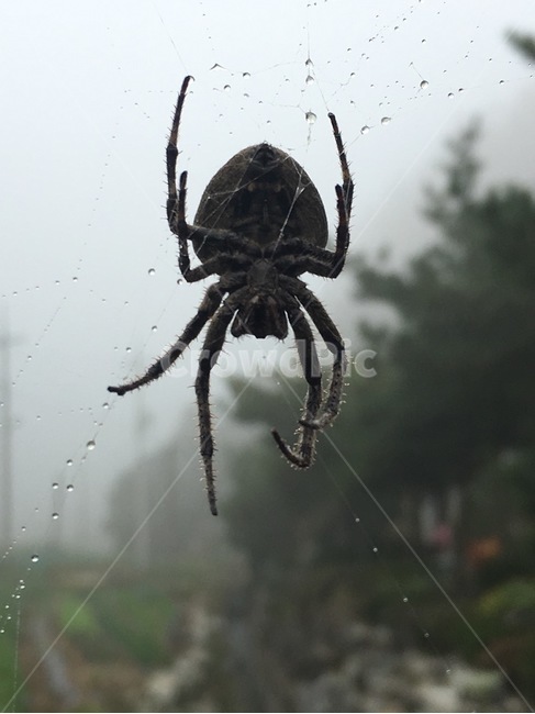거미,스파이더맨,이슬,아침,시작,동물,animal,곤충,벌레,insect,bug