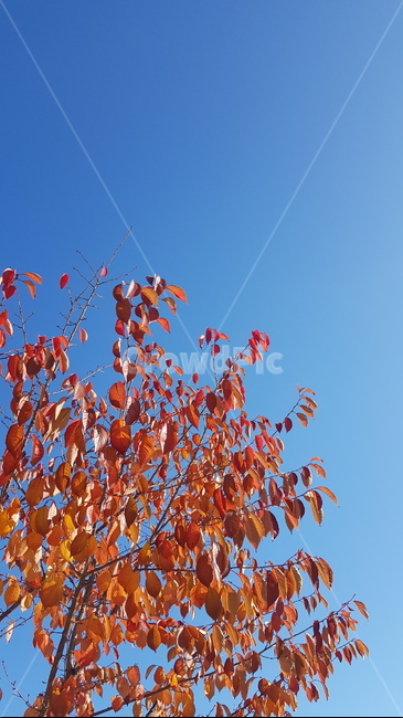 가을,단풍,낙엽,나무,가로수,autumn,fall,tree,가을,계절,fall,autumn,season