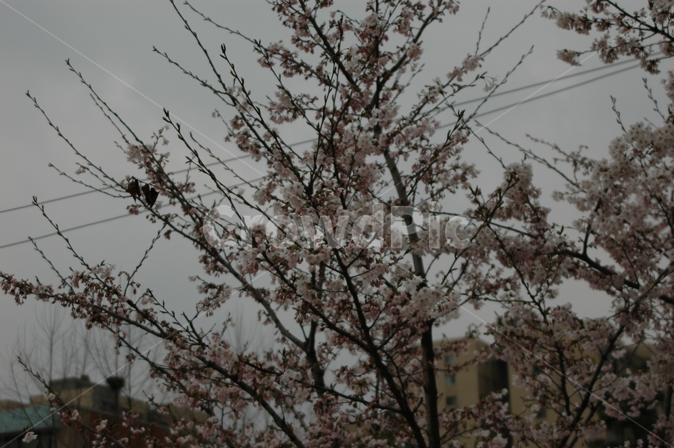봄,벚꽃,벚꽃축제,벚꽃개화,만개한벚꽃,봄,계절,spring,season,plant,식물