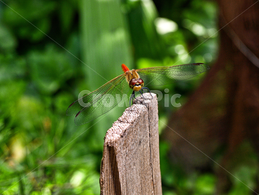 brown,closeup,dragonfly,dragonflytakingarest,environment,forest,garden,green,insect,insectsisolated,natural,nature,outdoor,plant,red,tree,wild,wood,곤충,잠자리,고추잠자리,야외,자연