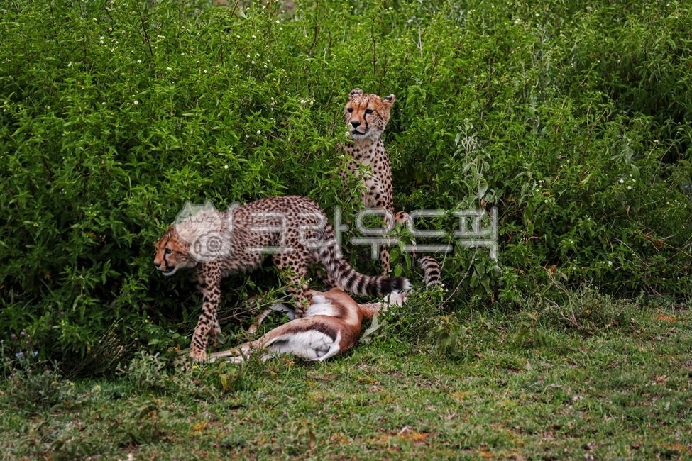 animal,동물,cheetah,치타,mammal,포유류,wildlife,야생동물,초목