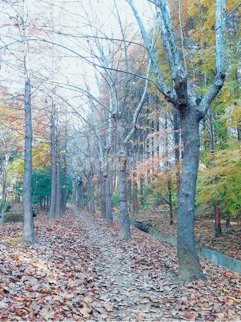 가을숲,감성사진,나무,plant,식물,treetrunk,자연,풍경,nature,landscape