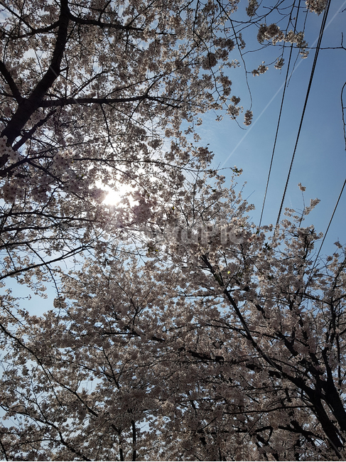 하늘,풍경,자연,벚꽃,나무,봄,계절,spring,season