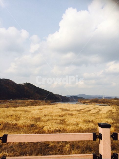 갈대,억새,가을,구름,하늘,산,데크,풀,습지
