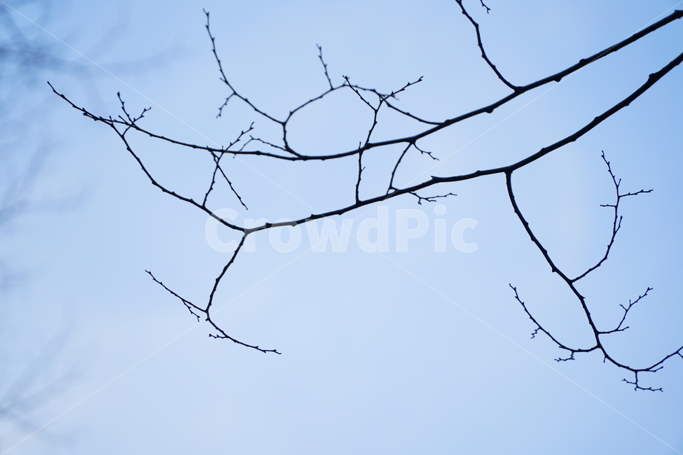 나무가지,나뭇가지,겨울나무,3월나무,나무가지사진,겨울,계절,winter,season,식물,자연,plants,nature,나무,trees,wood
