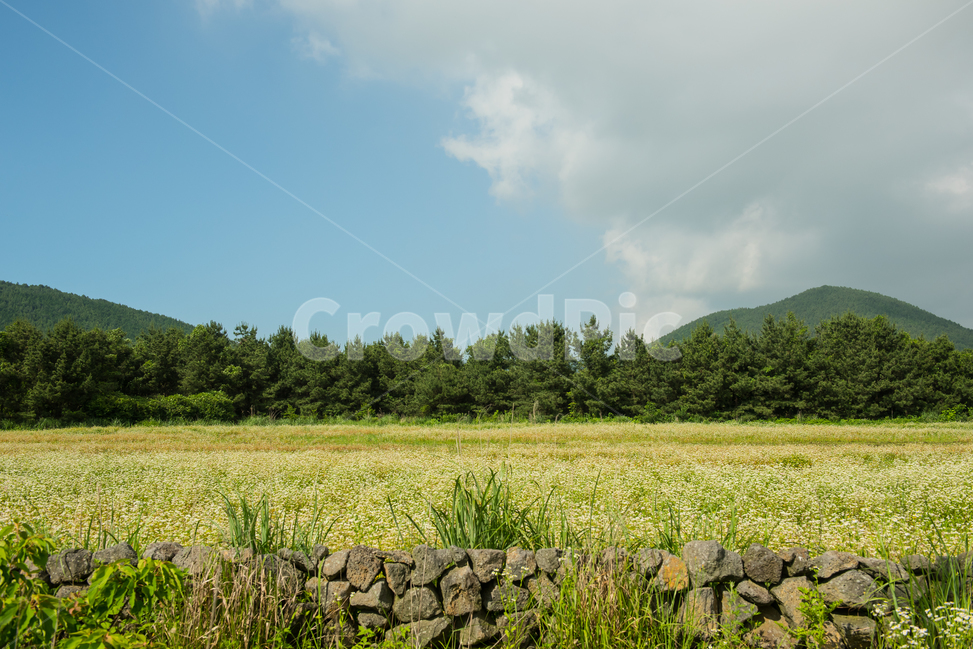 제주도,자연,풍경,숲,하늘,구름,날씨,풀,잔디,나무,들,여름,꽃,광활한,넓은,조용한,한적한,자연,풍경,nature,landscape,한국자연풍경,한국자연경관,korea nature landscape,제주도,jeju,jeju island,outdoors,옥외,field,grassland,목초지
