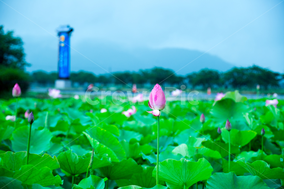 연꽃,lotus,여름꽃,flower,식물,plants,꽃