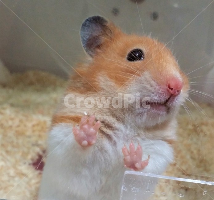 animal,동물,햄스터,골든햄스터,쥐,rat,rodent,설치류,애완동물,mammal,포유류