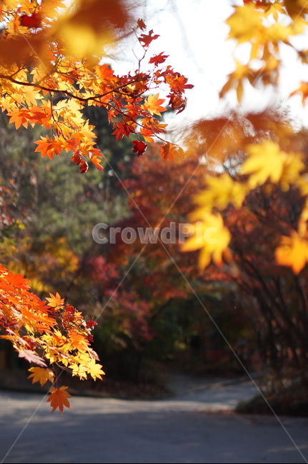 가을,단풍,풍경,빛,빨강,plant,식물,leaf,잎,tree,나무,maple