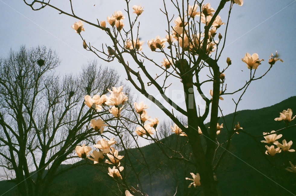 필름,film,analog,flower,목련,봄,계절,spring,season,식물,자연,plants,nature,꽃,flower,감성,sensible,feeling,plant,blossom