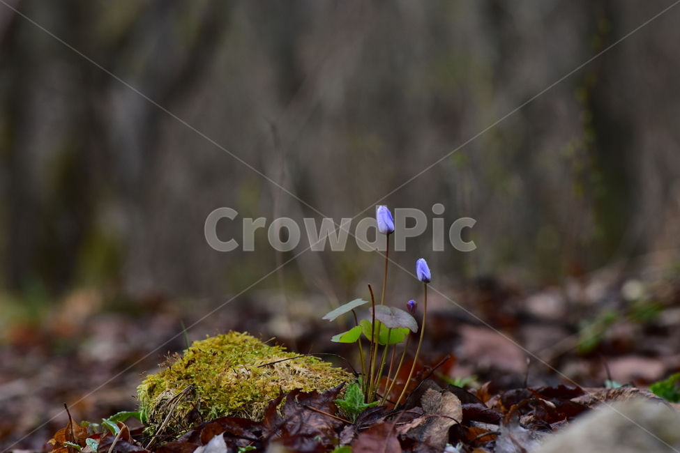 깽깽이풀,야생화,봄,꽃,풀꽃,자연,식물,식생,plants,nature,spring,season,flower