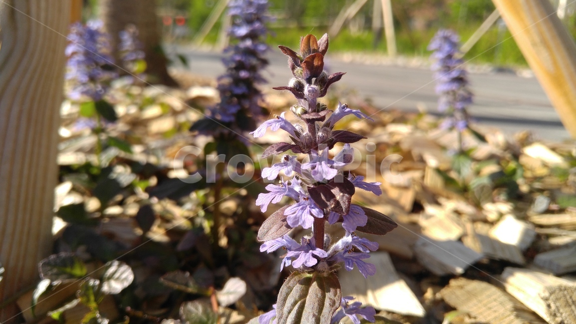 아주가,보라꽃,꽃,보라색,식물,ajouga,purpleflower,flower,plant