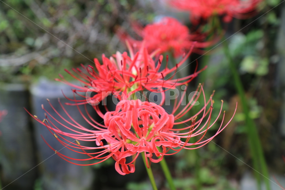 상사화,꽃무릇,식물,꽃,이룰수없는사랑,식물,자연,plants,nature,꽃,flower