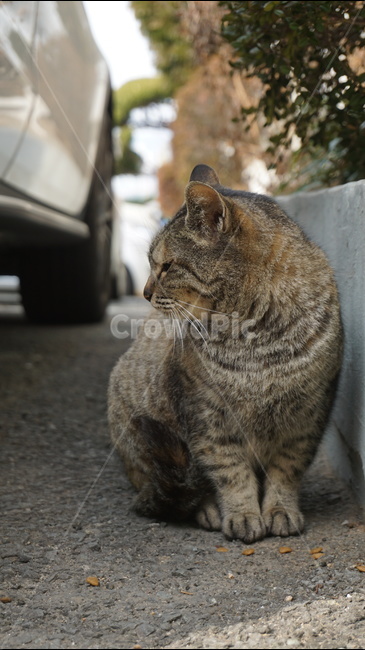 고양이,cat,아파트,길고양이,주차장,고양이옆모습,동물,animal,포유류,mammal,고양이,cat,kitten,kitty