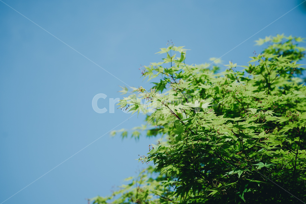 plant,식물,leaf,잎,나무,하늘,자연,풍경,tree,sky,자연,풍경,nature,landscape