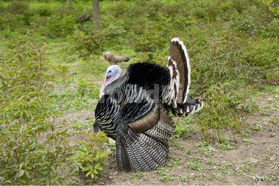 칠면조,조류,동물,터키조류,새,기금류,동물,animal,조류,새,birds