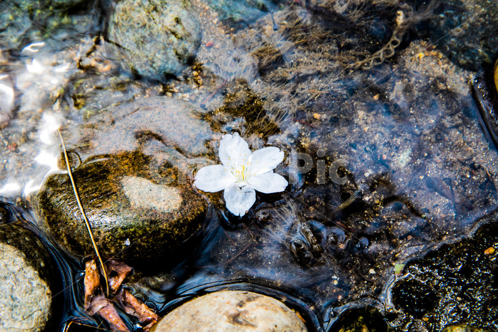 냇가,돌,꽃,흐르는,벚꽃,봄,계절,spring,season,꽃,flower,plant,식물