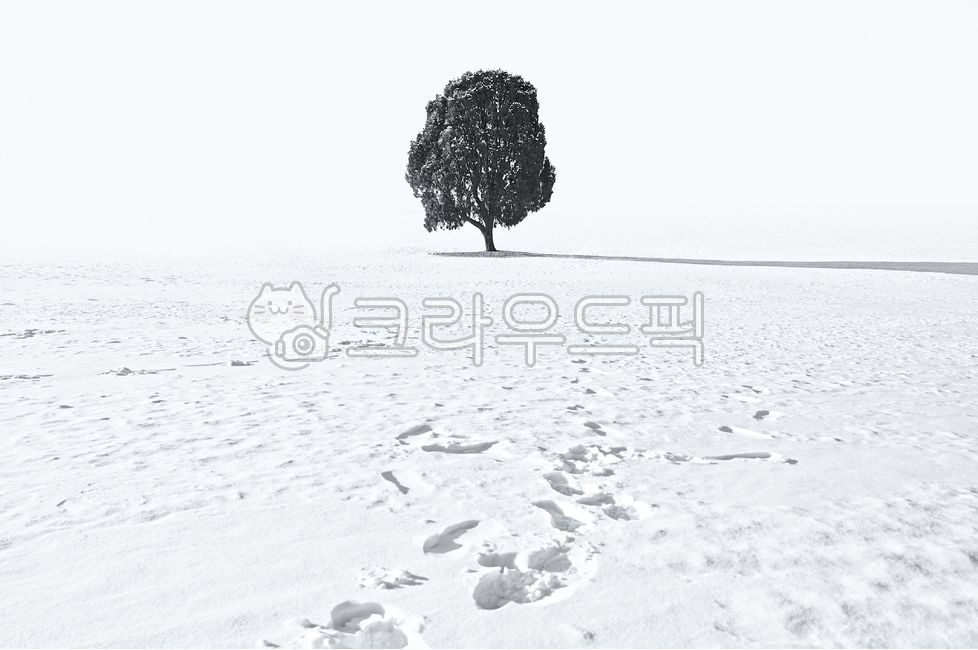 겨울,겨울풍경,눈,나홀로나무,올림픽공원,설경,흑백,대한민국,한국