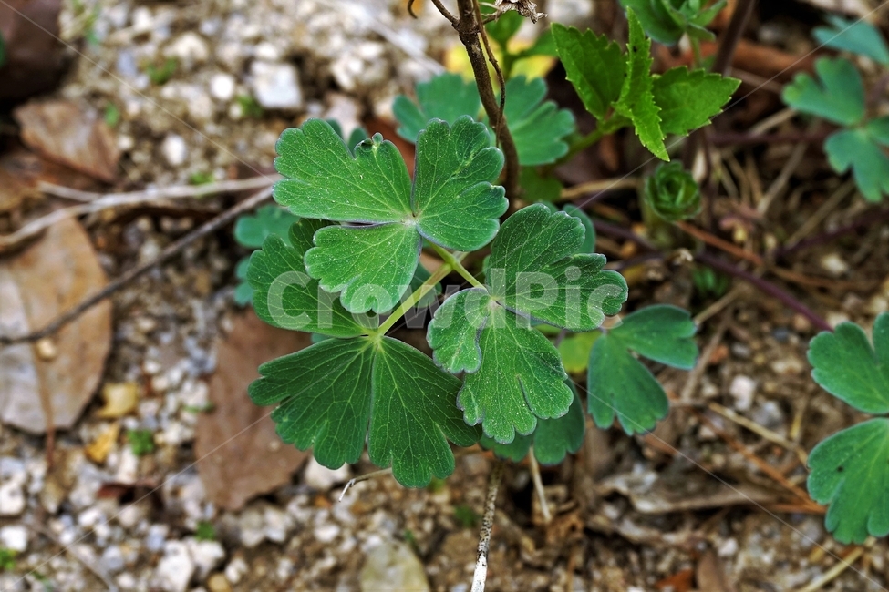 매발톱꽃,꽃,columbine,buds,leaves,beforeflowering,미나리아제비과,식물,자연,plants,nature,꽃,flower