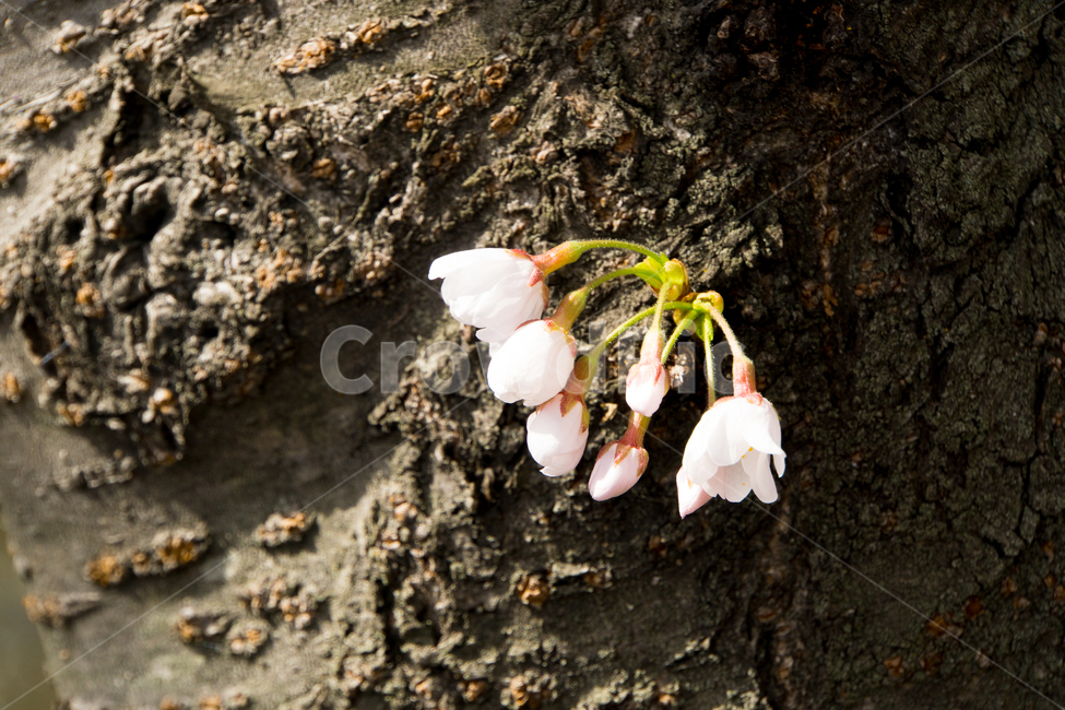 봄,벚꽃,나무,식물,고귀함,아름다움,생명력,울산,무거천,봄,계절,spring,season,식물,자연,plants,nature,꽃,flower,plant,blossom