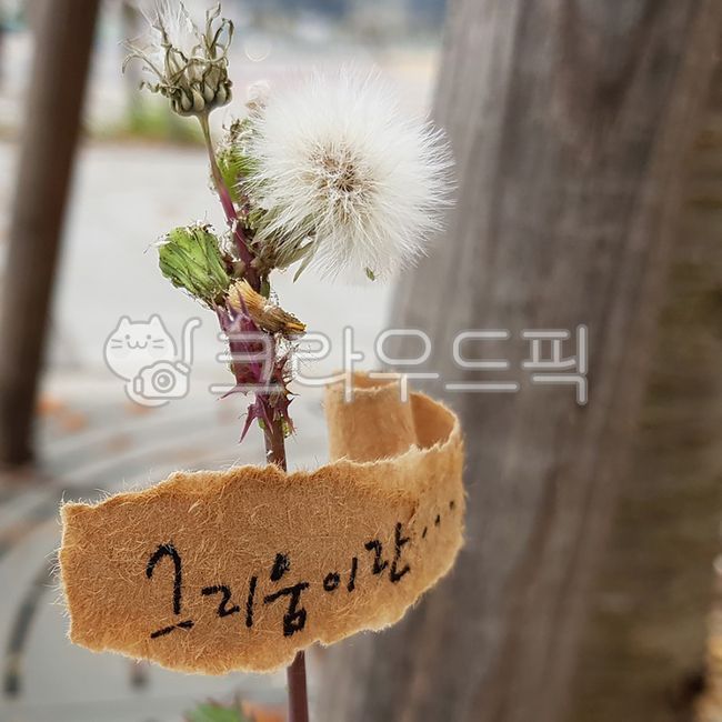 memory,autumn background,pen calligraphy,Dandelion seeds,memo,miss you,flower,longing,dandelion,tree background,letter,autumn,calligraphy