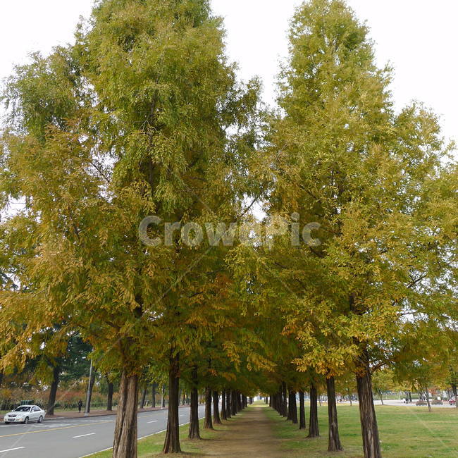 단풍나무,단풍,가을,가을단풍,메타쉐콰이아단풍,가을,계절,fall,autumn,season,자연,풍경,nature,landscape,식물,plants,나무,trees,wood,tree,plant,tree trunk,나무 줄기